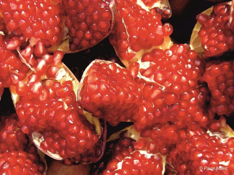 Granátová jablka,Nové Dilí, Indie