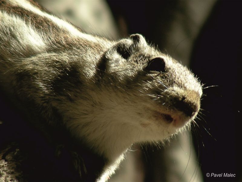 F f f f f f f f f f, Kambodža